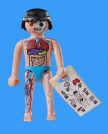 playmobil 72027v6 anatomy model