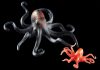 Playmobil 6202 Pulpo gigante con cría – Piratas 2011 – El Mundo Click Playmobil 6202 Pulpo gigante con cría