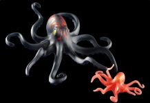 Playmobil 6202 Pulpo gigante con cría – Piratas 2011 – El Mundo Click Playmobil 6202 Pulpo gigante con cría